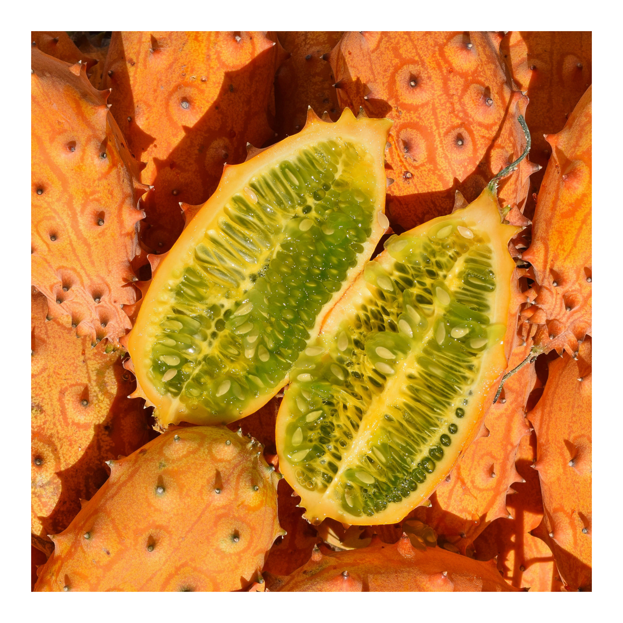 Bio Gurke Kiwano 5.05g Saatgut von Living Seeds jetzt online kaufen!