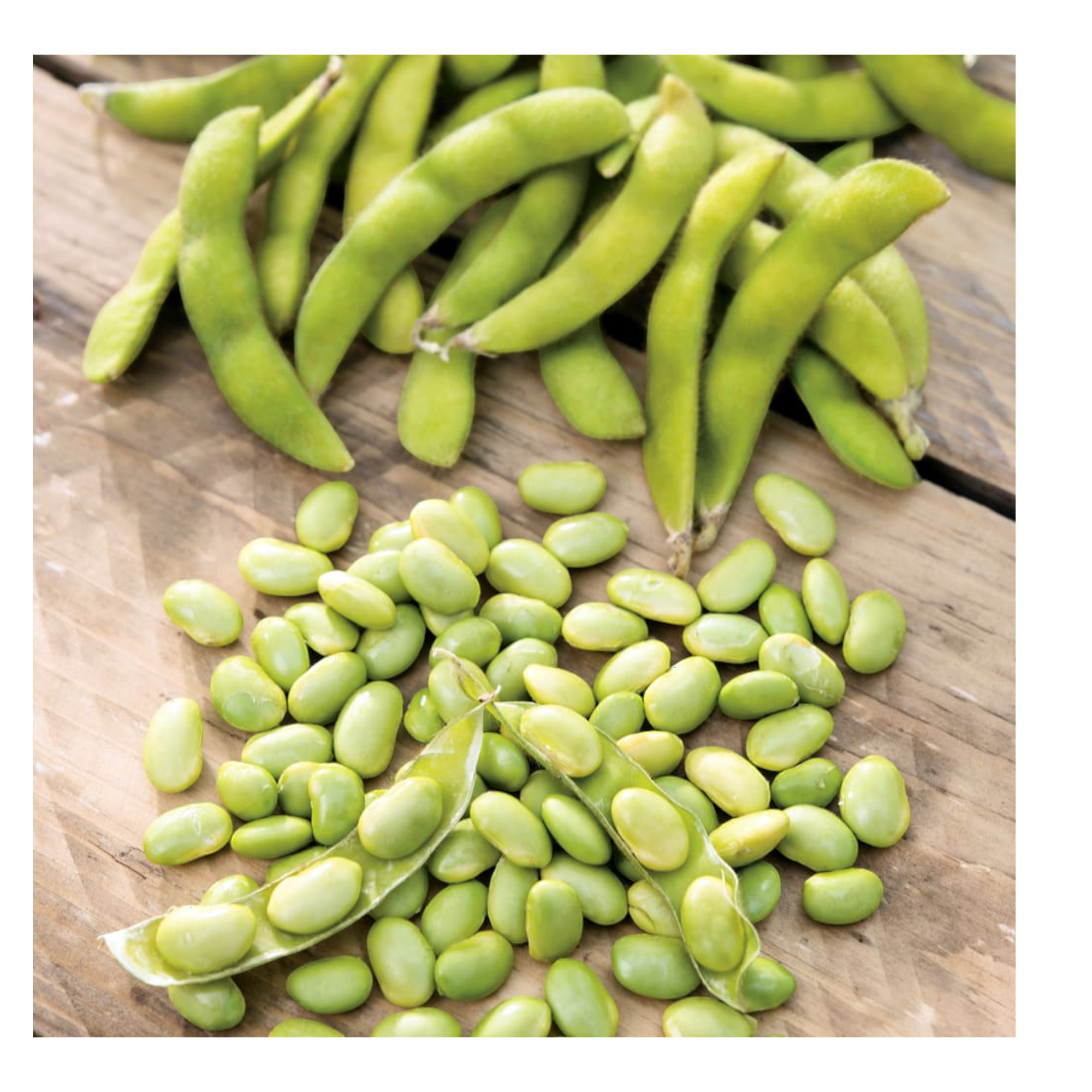 Bio Edamame 13.6g Saatgut von Living Seeds jetzt online kaufen!